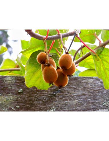 MALE 'Howard' Fuzzy Kiwi (Actinidia deliciosa)...