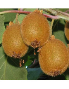 Fuzzy Kiwi (Actinidia...