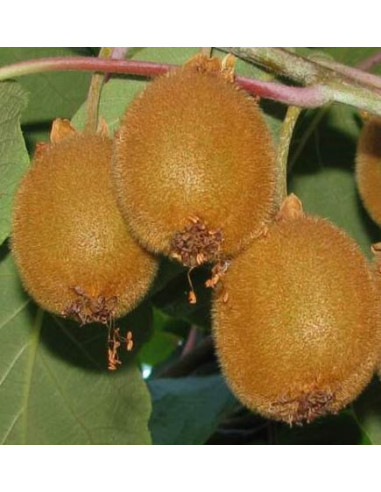 Kiwi templado  Hembra ''Fuzzy'' (Actinidia deliciosa) 1 Arbolito de Kiwi en venta - Kiwi peludinho - Donde comprar