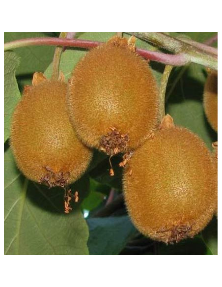 Fuzzy Kiwi (Actinidia deliciosa) - Grafted plants for sale online - THE GREENSS SHOP COMPANY MEXICO