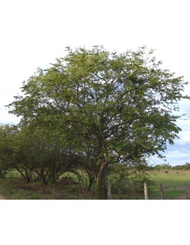 1 Arbolito de Tapa culo,guasimo, guasima, guácima, caulote, cuaulote (Guazuma ulmifolia) Plantas medicinales en Venta online