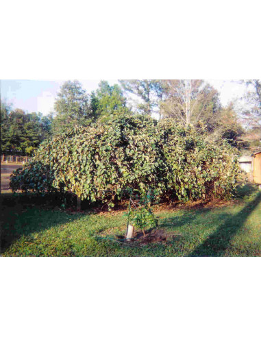 Kiwi templado  Hembra ''Fuzzy'' (Actinidia...