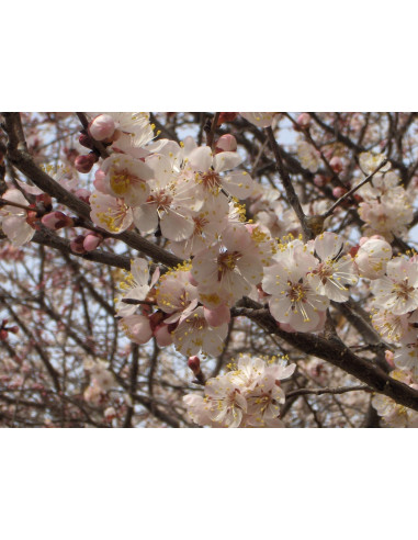 Blenheim Apricot tree for sale (Prunus armeniaca) Damasco fruit, onlire rare tropicals