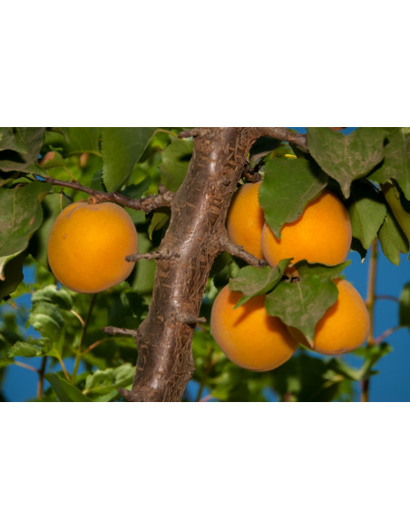 1 Arbolito de Albaricoque ''Blanheim'' (Prunus armeniaca) Autopolinizante - Donde comprar? comrpa aqui arboles frutales Mexico