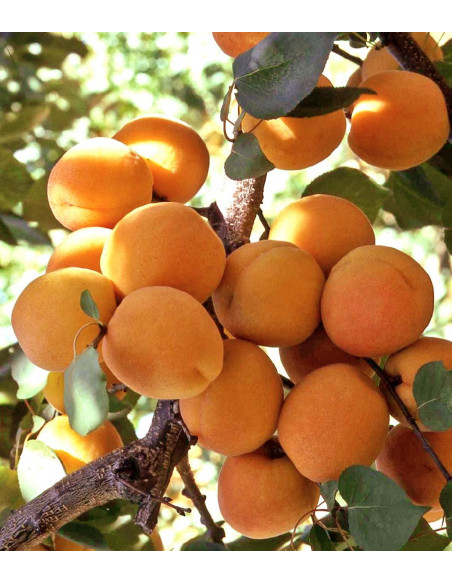 Blenheim Apricot tree for sale (Prunus armeniaca) Damasco fruit, onlire rare tropicals
