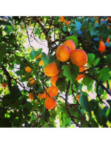 Blenheim Apricot tree for sale (Prunus...