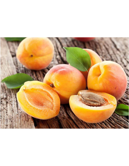 Blenheim Apricot tree for sale (Prunus armeniaca) Damasco fruit, onlire rare tropicals