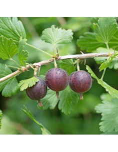 Grosella espinosa (Ribes...