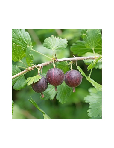 Grosella espinosa (Ribes grossularia) 'Amissch' 1 Arbolito en Venta, Compra aqui Gooseberries en Mexico