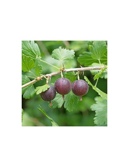 'Amissch' Gooseberry tree (Ribes gross.) ORDER ONLINE RARE BUSHES AND EVERGREENS