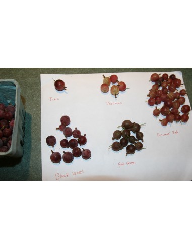 'Amissch' Gooseberry tree (Ribes gross.) ORDER...