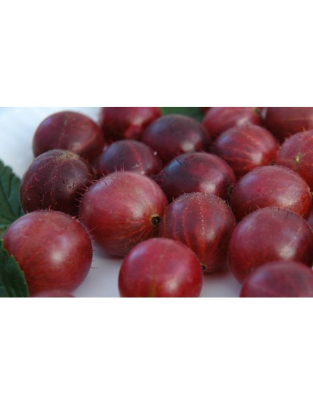 'Amissch' Gooseberry tree (Ribes gross.) ORDER ONLINE RARE BUSHES AND EVERGREENS