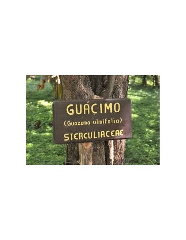 1 Arbolito de Tapa culo,guasimo, guasima, guácima, caulote, cuaulote (Guazuma ulmifolia) Plantas medicinales en Venta online