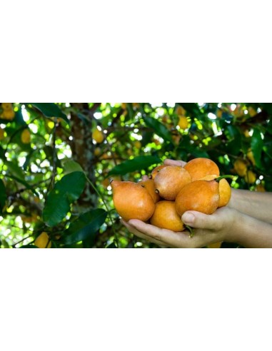 1 Arbolito de Achachairu (Garcinia humilis) Achacha o Mangostan amarillo para sembrar Frutal