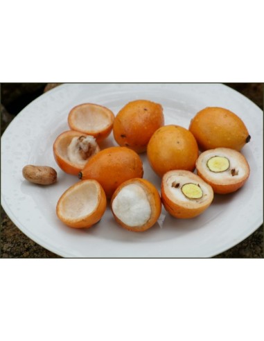 1 Arbolito de Achachairu (Garcinia humilis)...