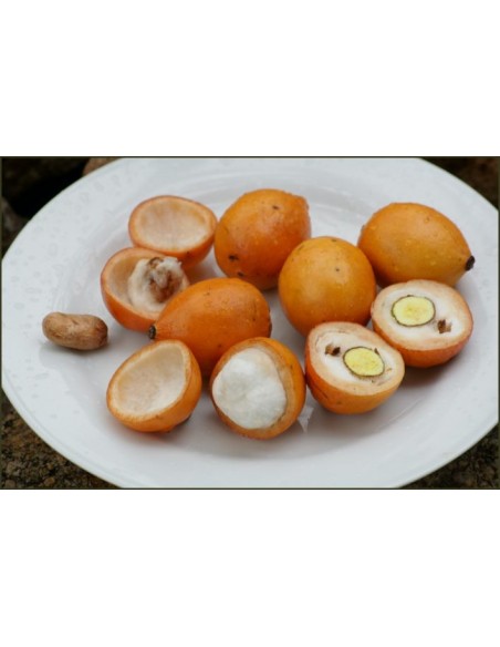 1 Arbolito de Achachairu (Garcinia humilis) Achacha o Mangostan amarillo para sembrar Frutal