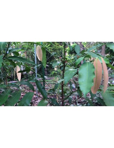 1 Arbolito de Achachairu (Garcinia humilis)...