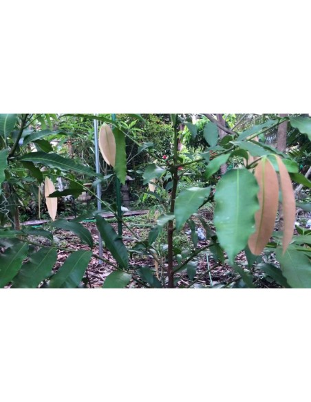1 Achacha - Achachairu - Garcinia intermedia- Bolivia fruit