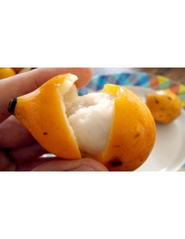1 Arbolito de Achachairu (Garcinia humilis)...