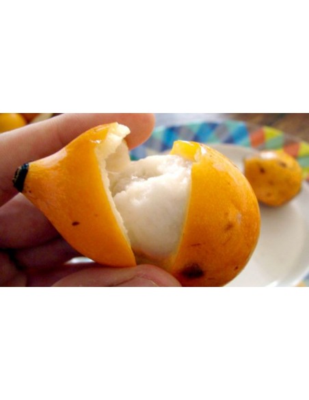 1 Arbolito de Achachairu (Garcinia humilis) Achacha o Mangostan amarillo para sembrar Frutal