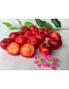 1 arbol de Acerola...