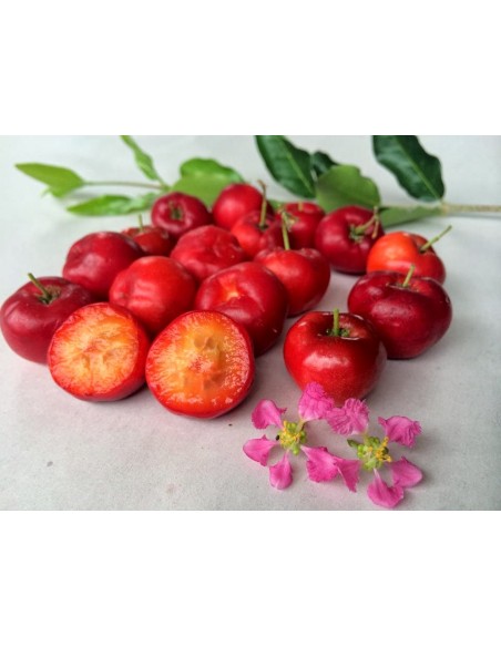 1 arbol de Acerola (Malpighia M.) VENTA EN MEXICO