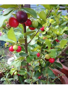 1 arbol de Acerola... 2