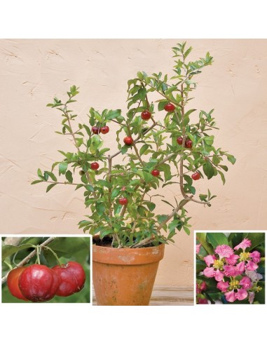 1 arbol de Acerola (Malpighia M.) VENTA EN MEXICO