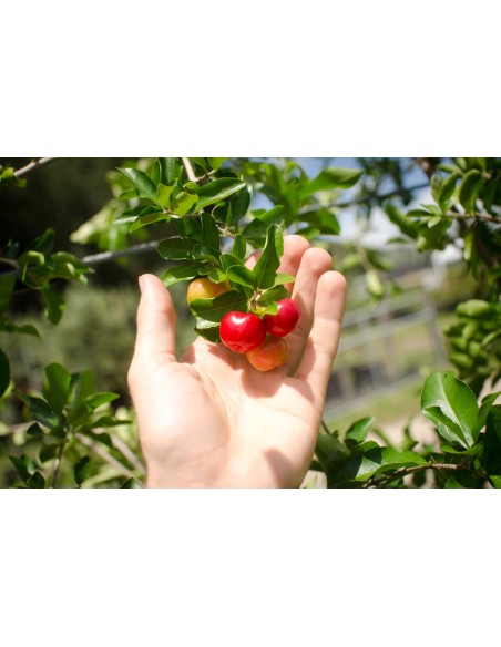 1 arbol de Acerola (Malpighia M.) VENTA EN MEXICO