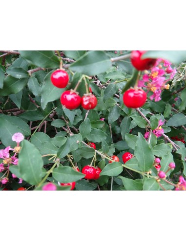 1 arbol de Acerola (Malpighia M.) VENTA EN MEXICO