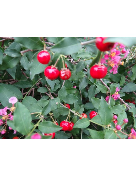 1 arbol de Acerola (Malpighia M.) VENTA EN MEXICO