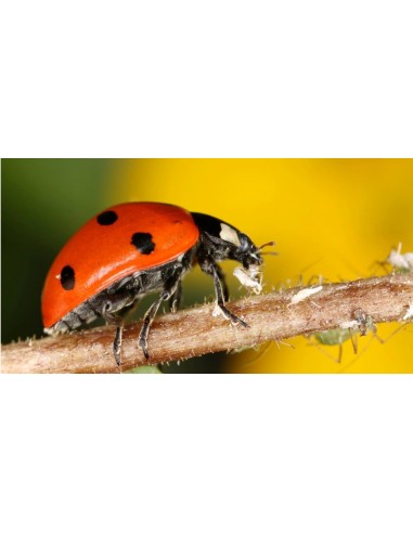 5000 Ct. Live lady bugs - For sale online -...