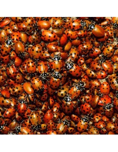 1000 Ct. Live lady bugs -... 2