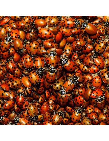 1000 Catarinas vivas para el control Biologico...