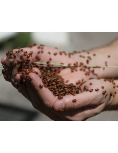 1000 Catarinas vivas para el control Biologico...