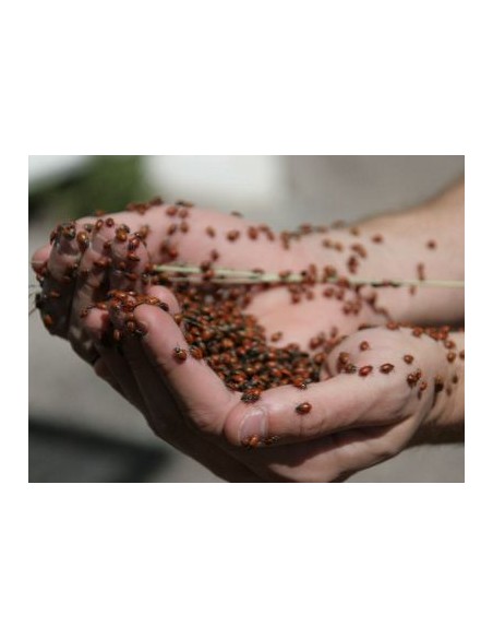 1000 Catarinas vivas para el control Biologico - Mariquitas - Venta en Mexico - Donde comprar ONLINE
