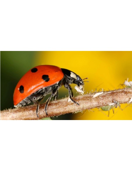 1000 Ct. Live lady bugs - For sale online - ONLY IN MEXICO -
