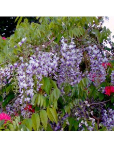 Wisteria 'Luna Azul'' 1...