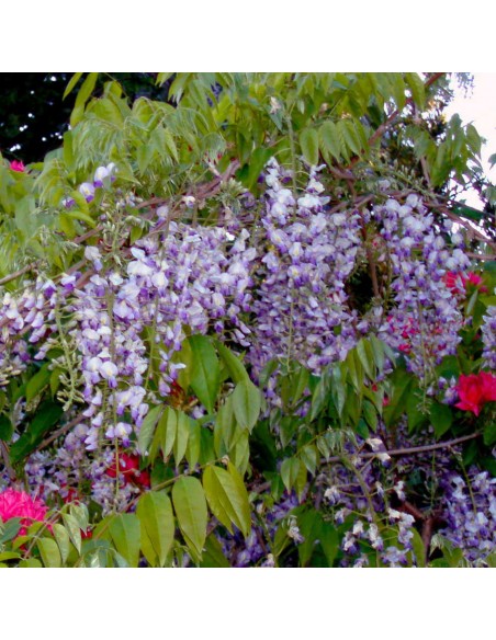 Wisteria ''BlueM'' for sale (Wisteria macrostachya)