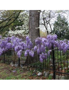 Wisteria 'Luna Azul'' 1... 2