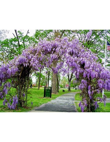 Wisteria ''BlueM'' for sale (Wisteria...