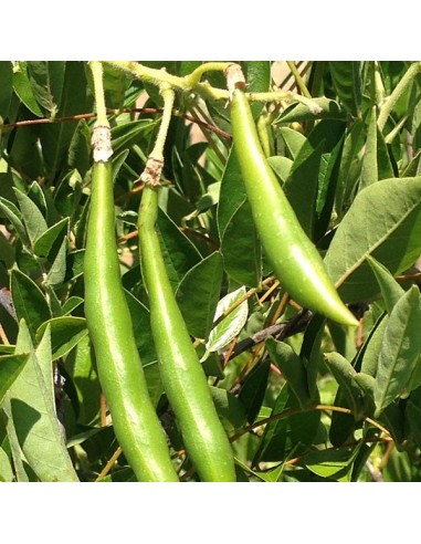 Wisteria 'Luna Azul'' 1 Arbolito en Venta...