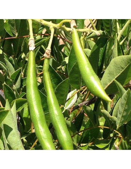 Wisteria 'Luna Azul'' 1 Arbolito en Venta online en Mexico - ENVIO GRATIS Wisteria macrostachya