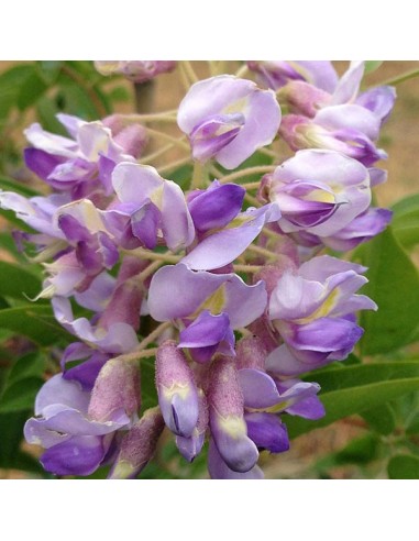 Wisteria 'Luna Azul'' 1 Arbolito en Venta...