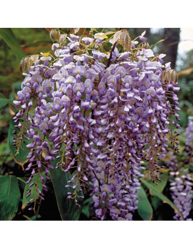 Wisteria ''BlueM'' for sale (Wisteria...