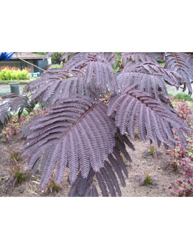 Acacia ''Chocolate'' 1 Arbolito en Venta, acacia de constantinopla, arbol de la seda