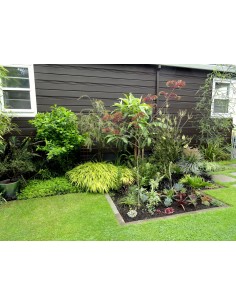 Albizia ''CHOCOLATE''... 2