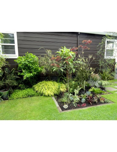 Albizia ''CHOCOLATE'' albizia julibrissin,...