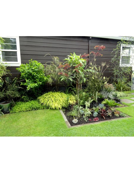 Albizia ''CHOCOLATE'' albizia julibrissin, Persian silk tree - ONLINE STORE - RARE PLANTS FOR SALE