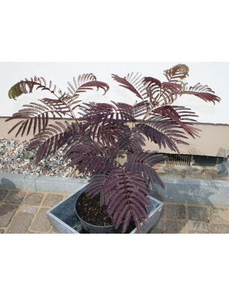 Acacia ''Chocolate'' 1 Arbolito en Venta, acacia de constantinopla, arbol de la seda